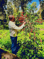 エチオピア　グジ ナチュラル　500