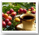 ブルーマウンテン　No.1　　200g